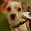 Photo of Ollie