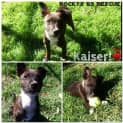 Photo of Kaiser **A Gorgeous Gorgeous Puppy**