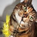 Photo of Tinkerbell