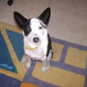 Photo of Pebbles (On Hold Pending Adoption Mid Sept)