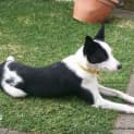Photo of Pebbles (On Hold Pending Adoption Mid Sept)