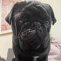 Photo of Nahla The Pug