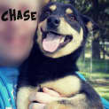 Photo of Chase