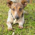 Photo of Skeeter