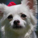 Photo of Tinkerbelle