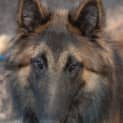 Photo of Alfie