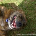 Photo of Nicky (Adopted 3/8/13)