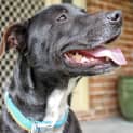 Photo of Jay Jay (Adopted 26/12/13)