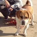 Photo of Winston