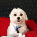 Photo of Gypsy (Paid. On Trial 4/9/13)