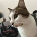 Photo of Maraca