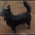 Photo of Scottie.. A Cheerful Chappy!