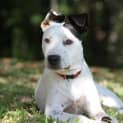 Photo of Jazz