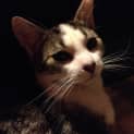 Photo of Sammy