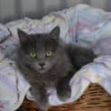 Photo of Bonnie