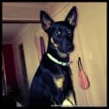 Photo of Little Neddy (On Trial 4/9/13)