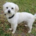 Photo of Jake *On Trial In His New Home*