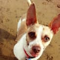 Photo of Puppy Arnie (On Trial 8/8/13)
