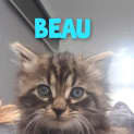 Photo of Beau 