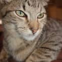 Photo of Toby(nc182)