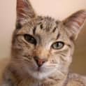 Photo of Toby(nc182)