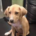 Photo of Tilly (On Trial 24/8/13)