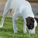 Photo of Hansel ~ A Gentle Soul!!