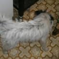 Photo of Cosmo