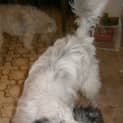 Photo of Cosmo
