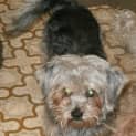 Photo of Missy