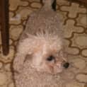 Photo of Oliver