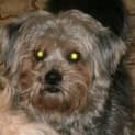 Photo of Missy