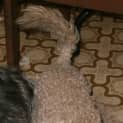 Photo of Oliver