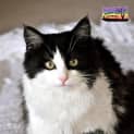 Photo of Molly (Bn C169) 