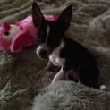 Photo of Poppet