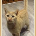 Photo of Jimmy...Loves Kids, Cats And Dogs