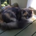 Photo of Pebbles  