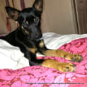 Photo of Little Neddy (On Trial 4/9/13)