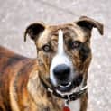 Photo of Beau (Bn D177) 