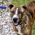 Photo of Beau (Bn D177) 