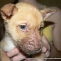 Photo of Puppy Bristol (On Trial 29/8/13)