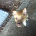 Photo of Puppy Bristol (On Trial 29/8/13)