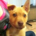 Photo of Puppy Gizmo (On Trial 7/9/13)