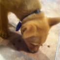 Photo of Puppy Gizmo (On Trial 7/9/13)
