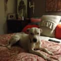 Photo of Casper
