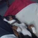 Photo of Gemima ***No More Enquiries Please***