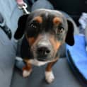Photo of Gemima ***No More Enquiries Please***