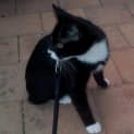 Photo of Skittles