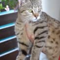 Photo of Nibbles