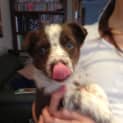 Photo of Puppy Theo (On Trial 19/9/13)
